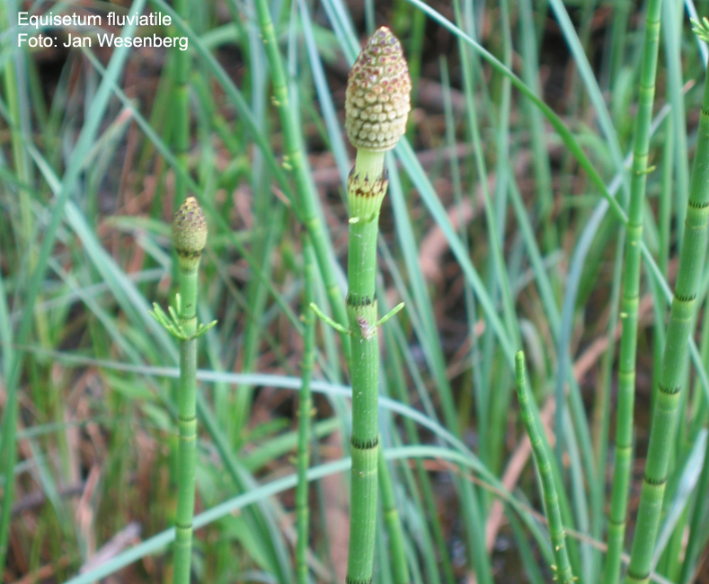 Хвощ полевой листья. Хвощ полевой растение. Карелия хвощ. Хвощи листья. Хвощи листья.